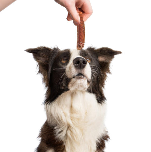 Mag Jij Je Hond Elke Dag Snacks Geven? Wat Elke Baasje Moet Weten