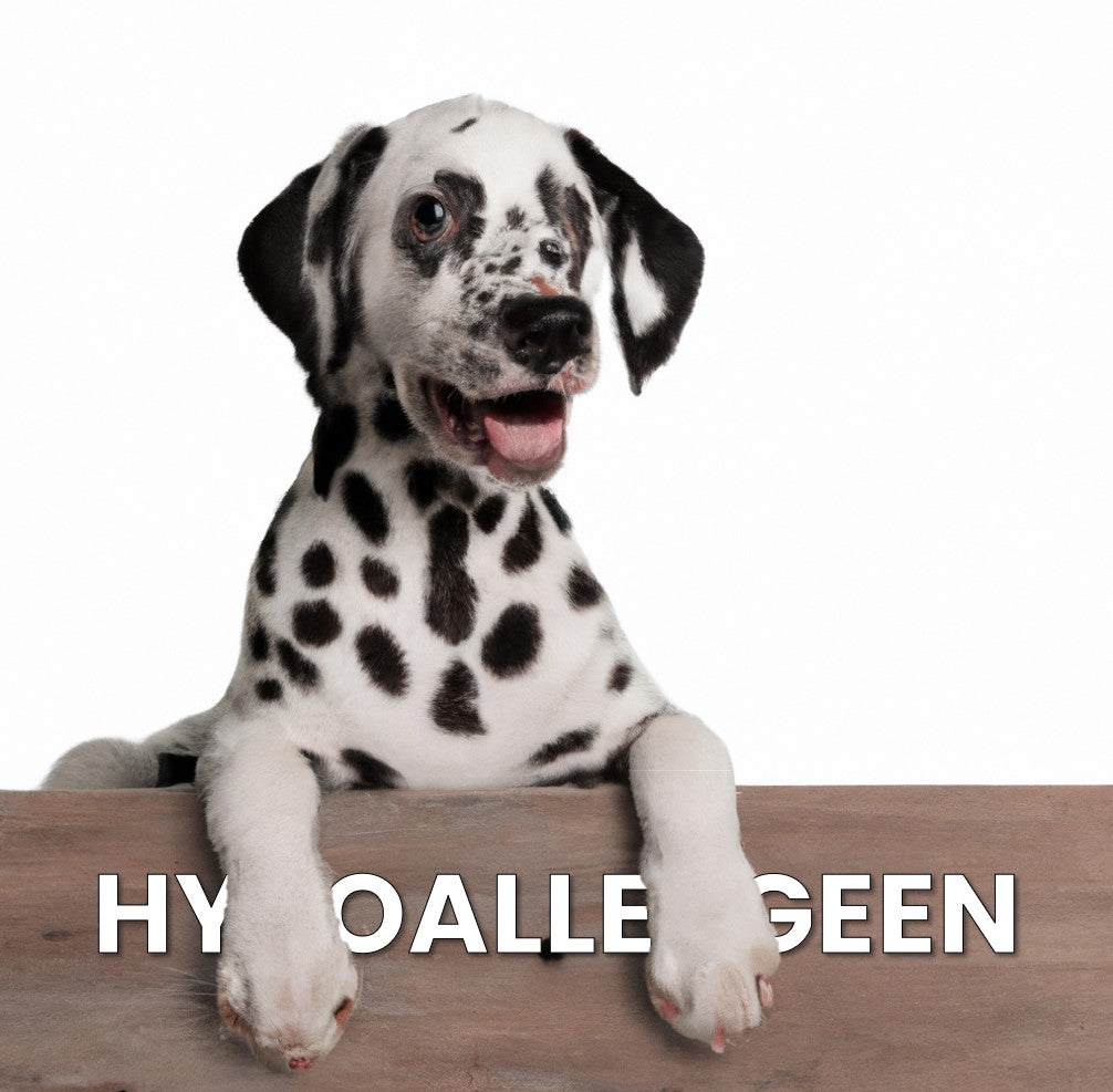 Wat zijn hypoallergene hondensnacks