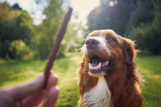 Gezonde hondensnack die gedroogd is. De hond krijgt een kauwstaaf aangereikt.