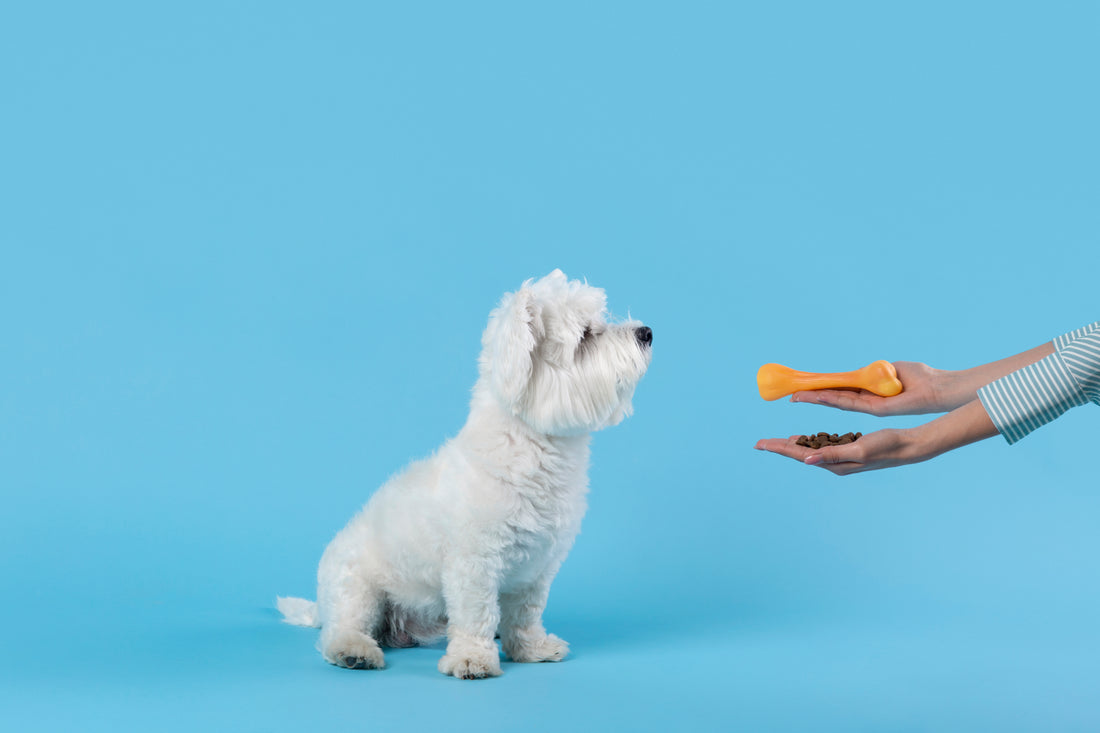 Hond krijgt de keuze uit snacks