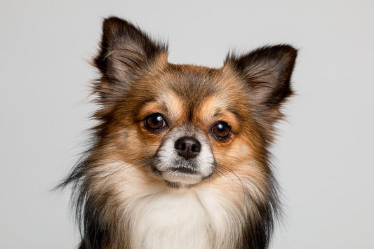 Mijn hond eet gras – Is dat normaal of zorgwekkend? Ontdek de waarheid!