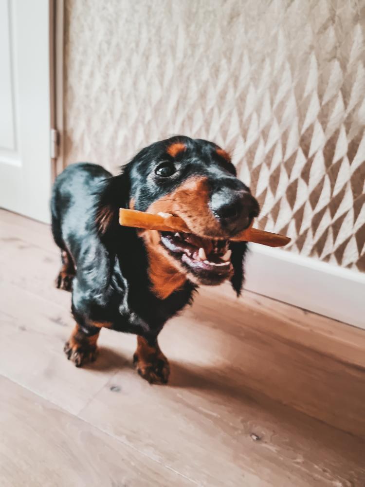Mijn hond heeft een slechte adem – Wat kun je doen? De natuurlijke oplossingen.