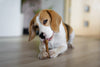 Beagle hond die een natuurlijke snack eet van Woef Woef Snacks.