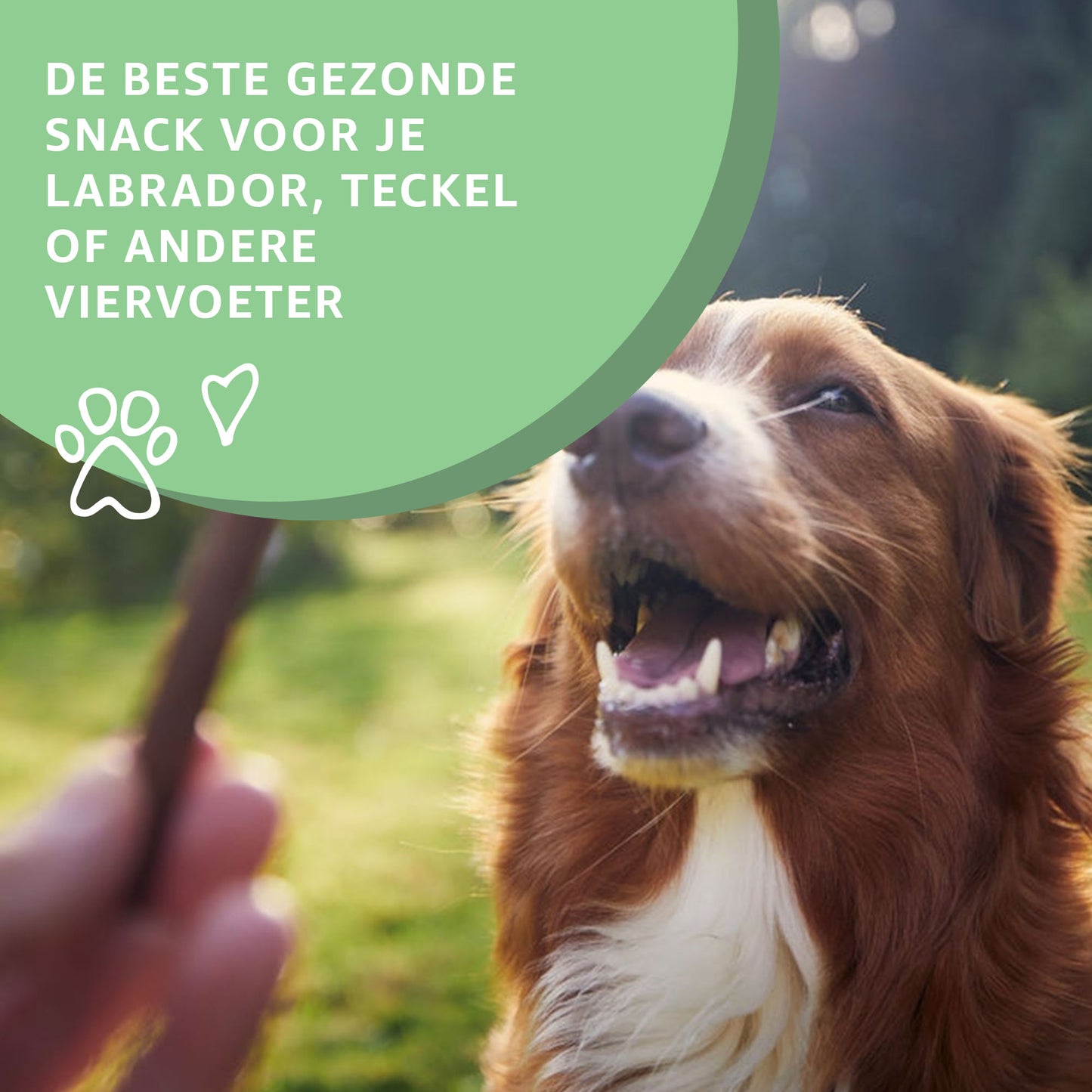 Blije hond kijkt naar een snack die wordt aangeboden, met tekst: De beste gezonde snack voor je labrador, teckel of andere viervoeter.