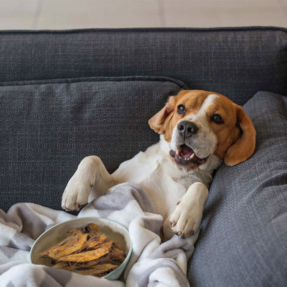 Twee kleine honden die kippenvleugels aan het snacken zijn.