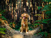 Hond in het bos in de Nederlandse natuur aan het wandelen.