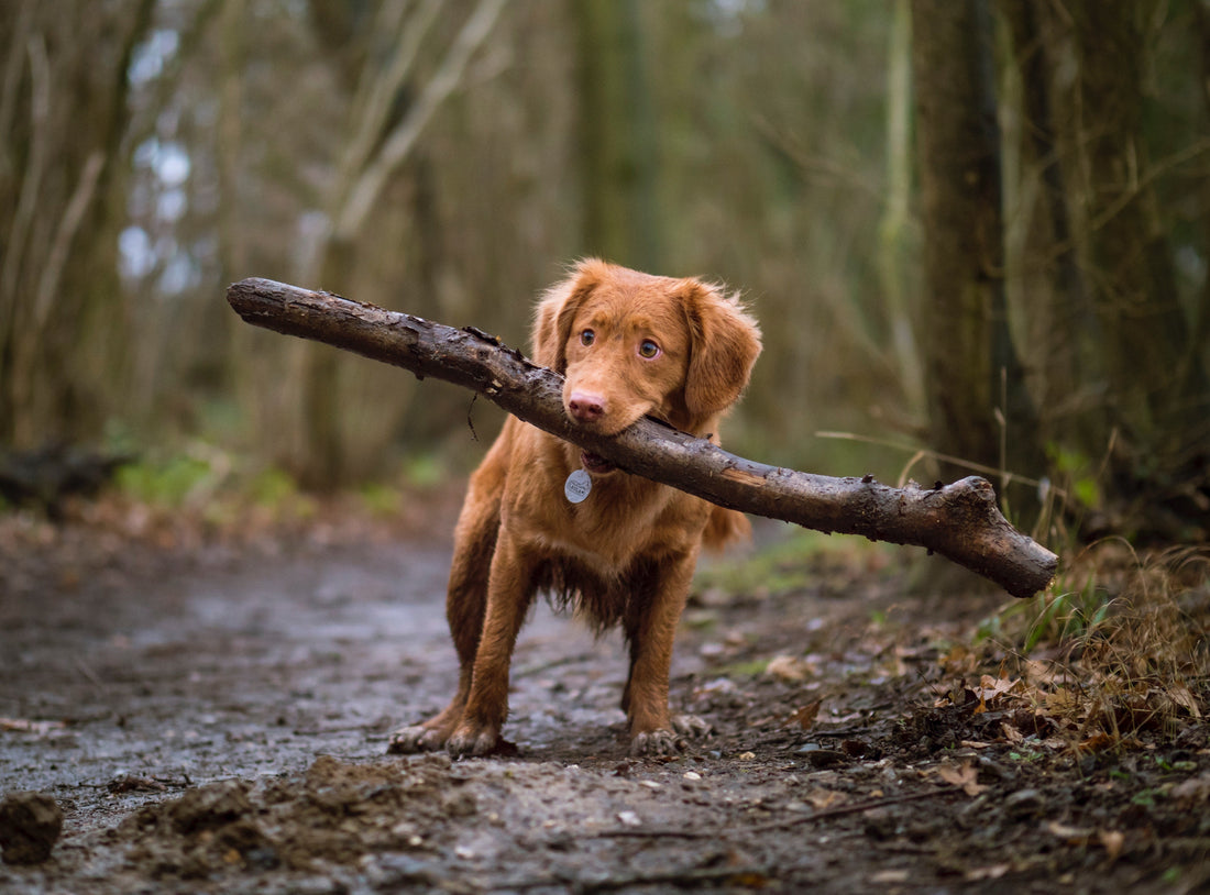 De kracht van spel: Waarom spelen essentieel is voor de ontwikkeling van je hond - Woefwoefsnacks