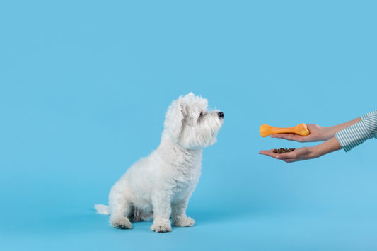 Hond krijgt de keuze uit snacks