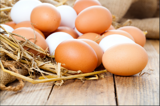 Mag een hond een ei?