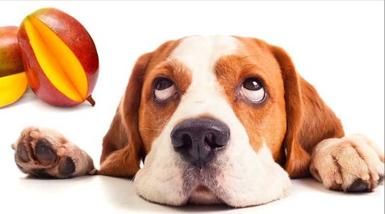 Mag een hond een mango?