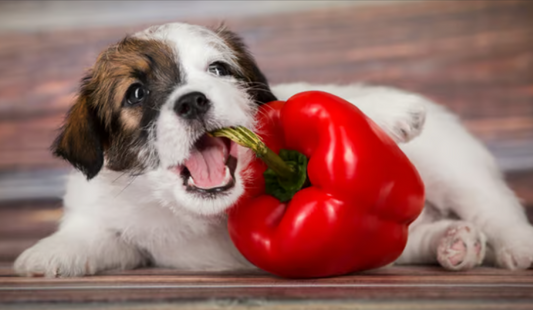 Mag een hond een paprika?