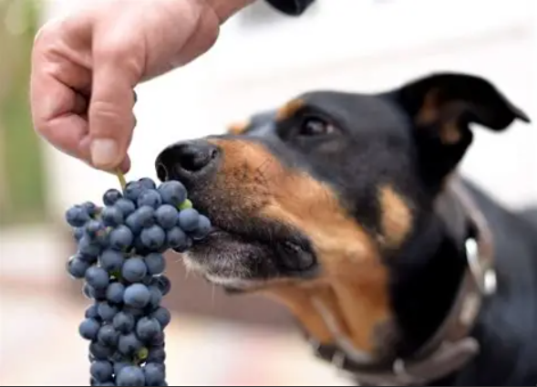 Mag een hond een Druiven?
