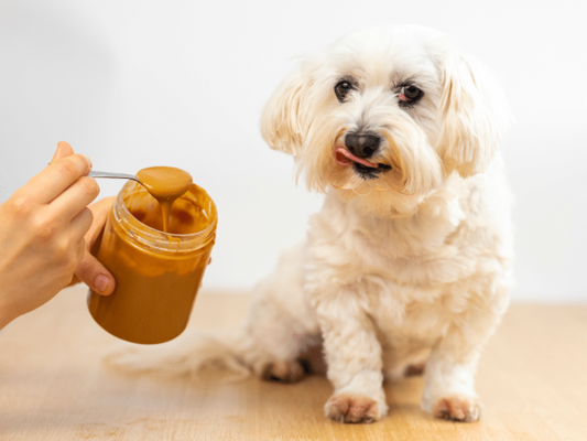 Mag een hond pindakaas?