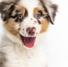 Australian Shepherd puppy wat gaat over puppysnacks.