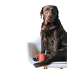 Bruine Labrador hond die op een stoel zit met een witte achtergrond.