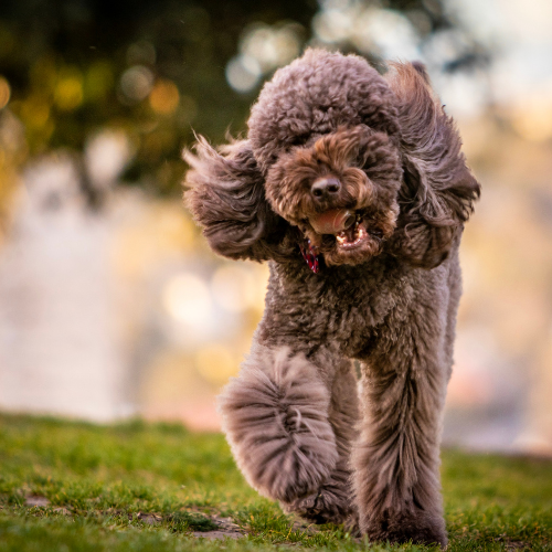 Hoe borstel je je hond op de juiste manier?