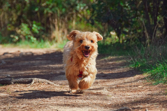 Mag een hond aardbeien eten? Alles wat je moet weten