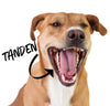 Tanden van een hond. Het gebit van een hond is erg belangrijk. Kauwsnacks goed voor het onderhouden van een hondengebit.