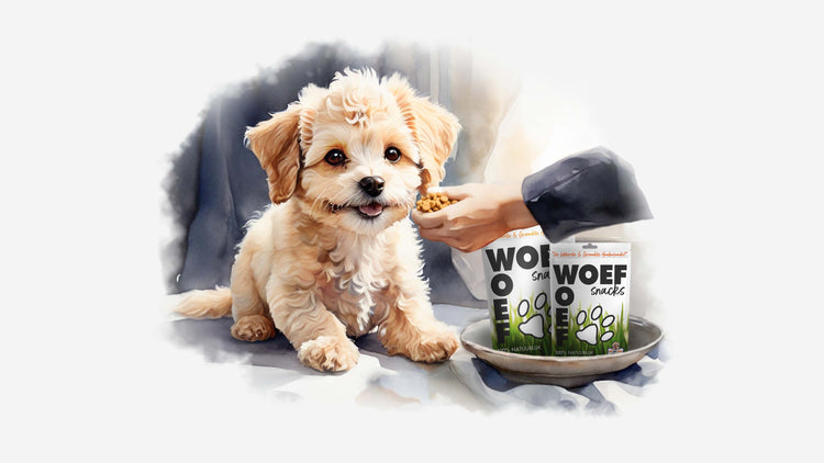 Gezonde hondensnacks. Deze gedroogde hondensnacks zijn voor alle honden van groot tot klein of van oud tot jong. Veel van deze hondensnoepjes zijn geschikt als puppy snacks.