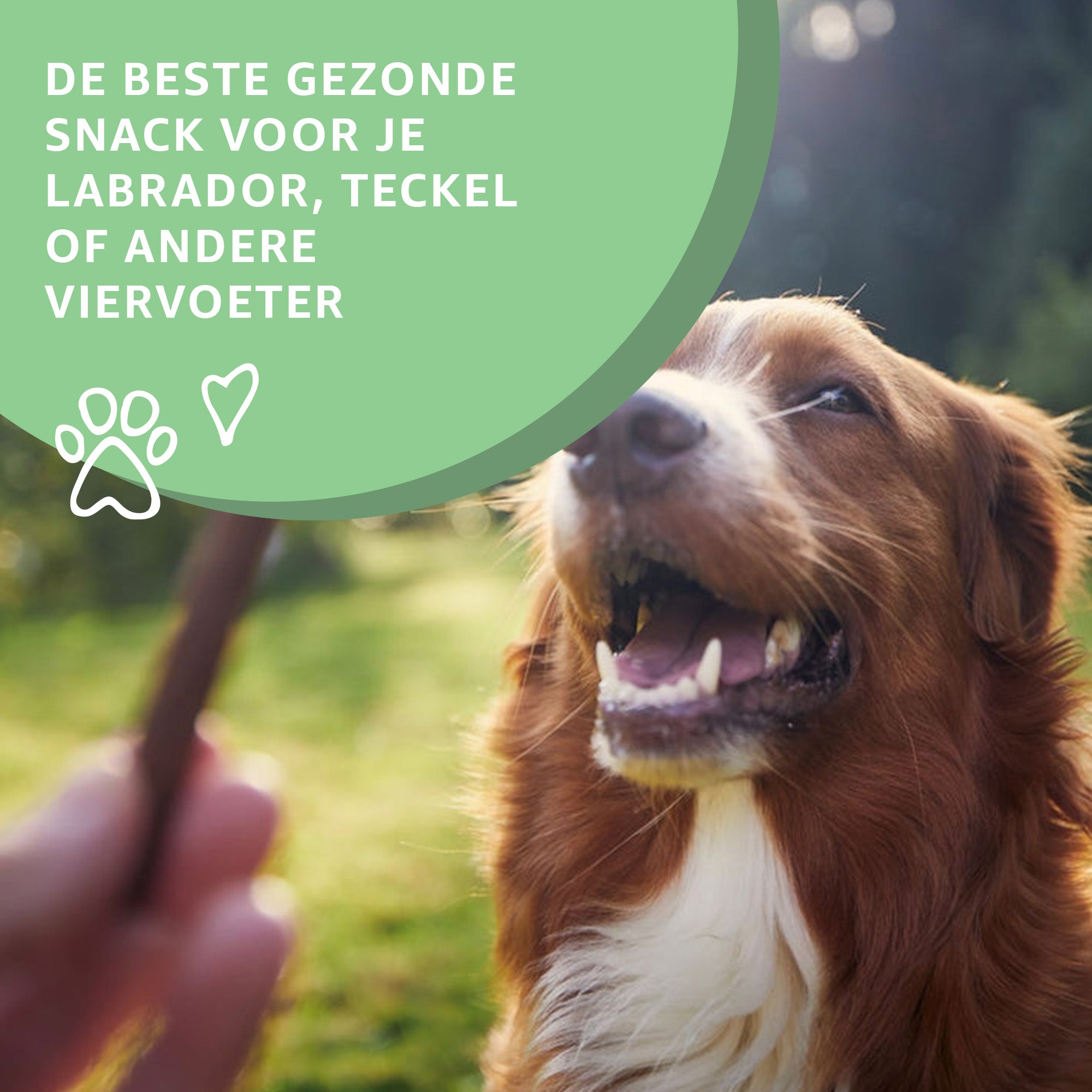 Sfeer beeld van een hond die een snack krijgt.