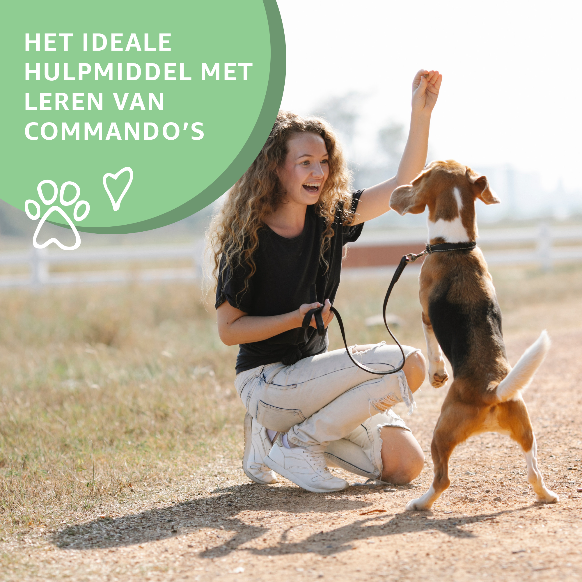 Kip trainers worden aan een hond gegeven als beloning. Dit is een traktatie en een verwen snack van Woef Woef Snacks.