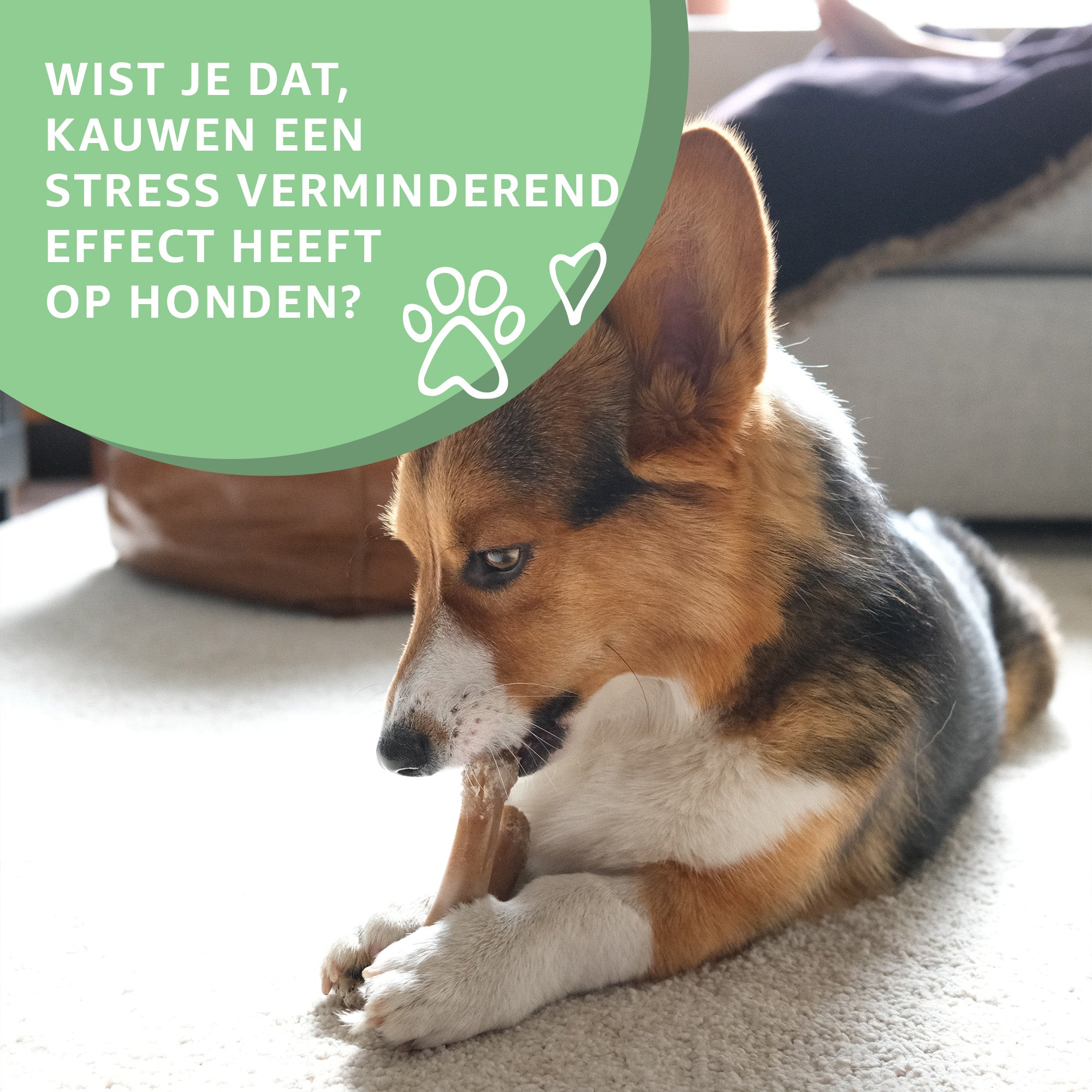 Hond die aan het kauwen is op een runderbot van Woef Woef Snacks