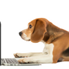 Beagle hond die achter een laptop zit. Hij is opzoek naar hondensnacks. 