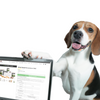 Beagle hond die op zijn laptop het scherm laat zien. Op het scherm is de website van Woef Woef Snacks te zien. Zo staat er op de foto een snackbox met allerlei snacks. Denk hierbij aan varkensoren, kippennekken, konijnenoren en nog veel meer snacks.