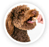 Bruine Labradoodle die een natuurlijke snacks krijgt. Dit is een konijnenoor van het merk Woef Woef Snacks.