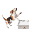 Een blije Beagle hond die de snackbox vol met natuurlijke hondensnacks geleverd krijgt van Woef Woef Snacks.