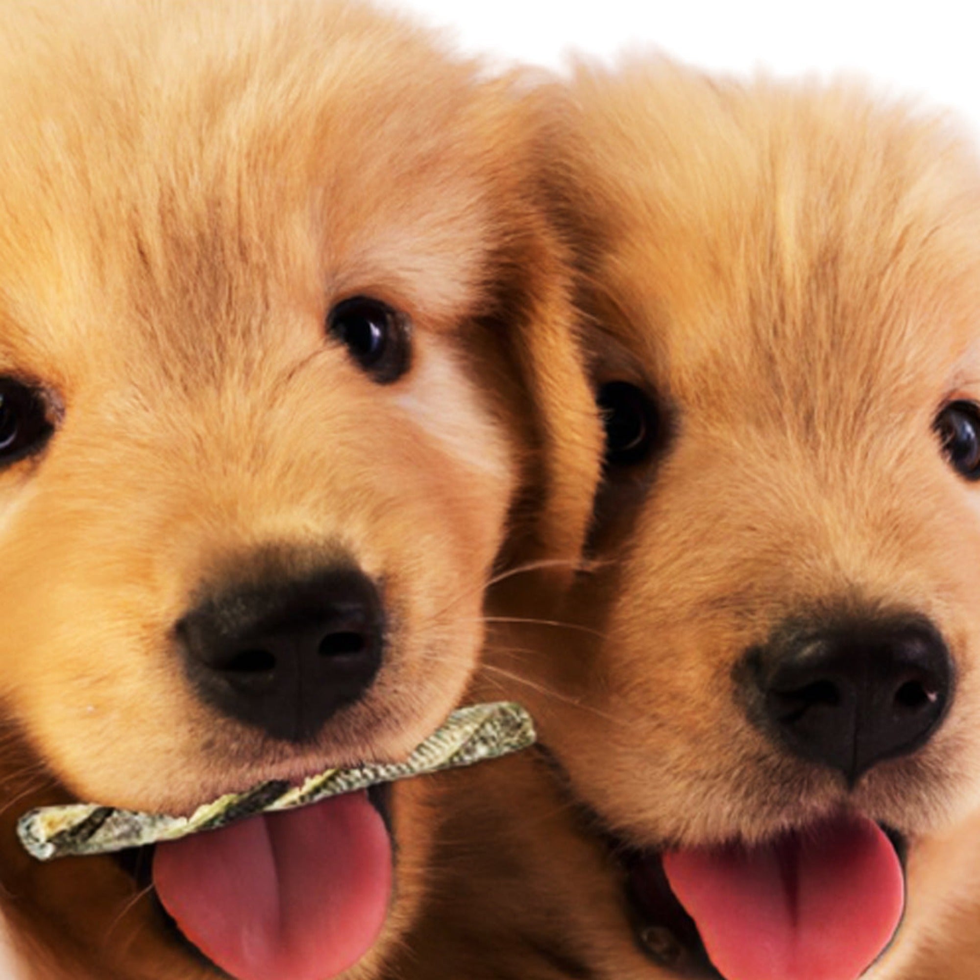 Twee puppy's waarvan er een een kabeljauw twister in zijn mond heeft. Deze snack is een natuurlijke snack die onder andere in de puppy box van het merk Woef Woef Snacks zit. 