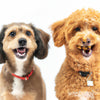 Twee middelgrote honden die blij aan het snacken zijn met hun ontvangen Woef Woef Snacks.