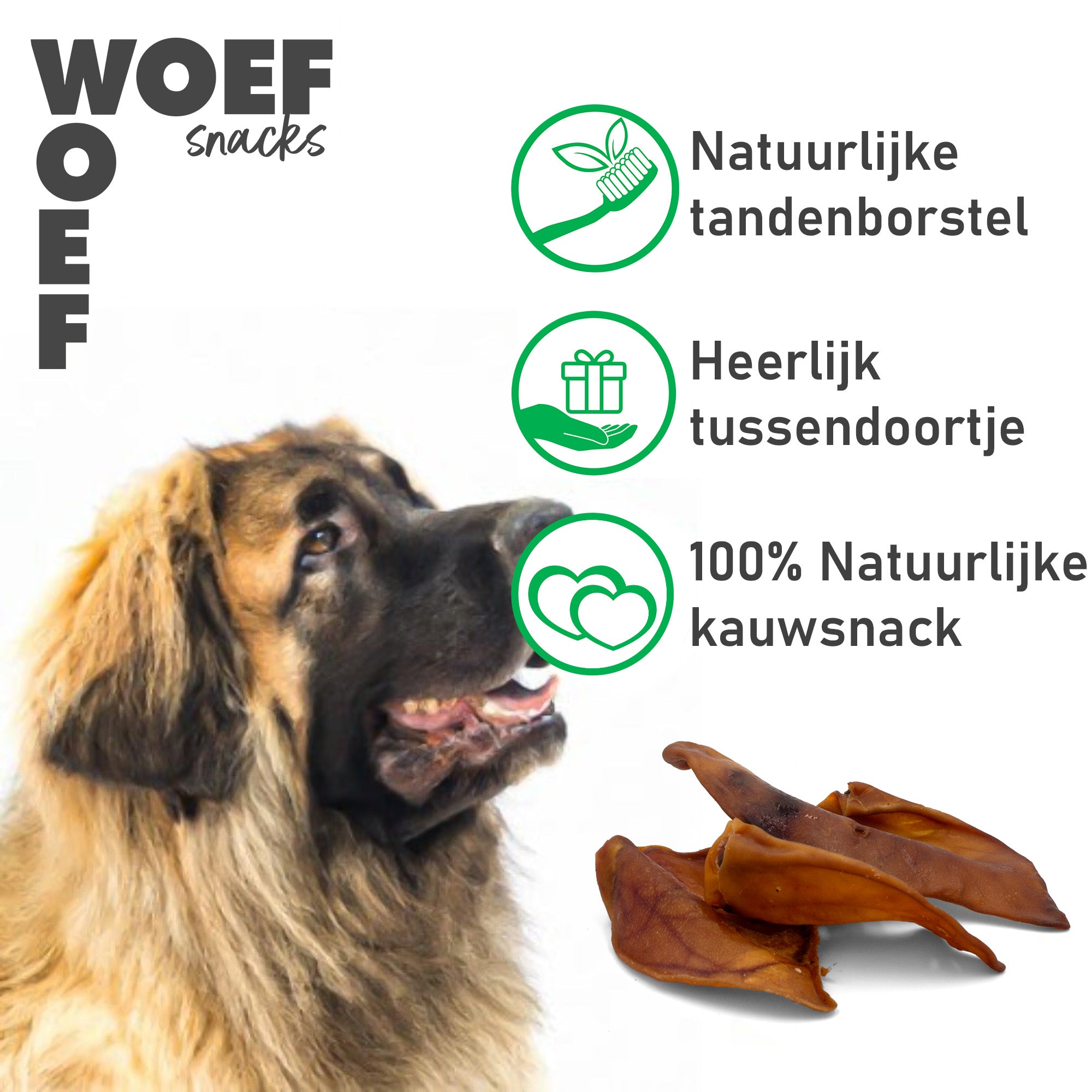 Een Leonberger op de foto die naar drie iconen kijkt. Bij het eerste icoon staat dat de varkensoren een natuurlijke tandenborstel zijn. Bij het tweede icoon staat dat de snack er heerlijk voor er tussendoor is, en bij het derde icoon staat dat het een 100% natuurlijke kauwsnack is.