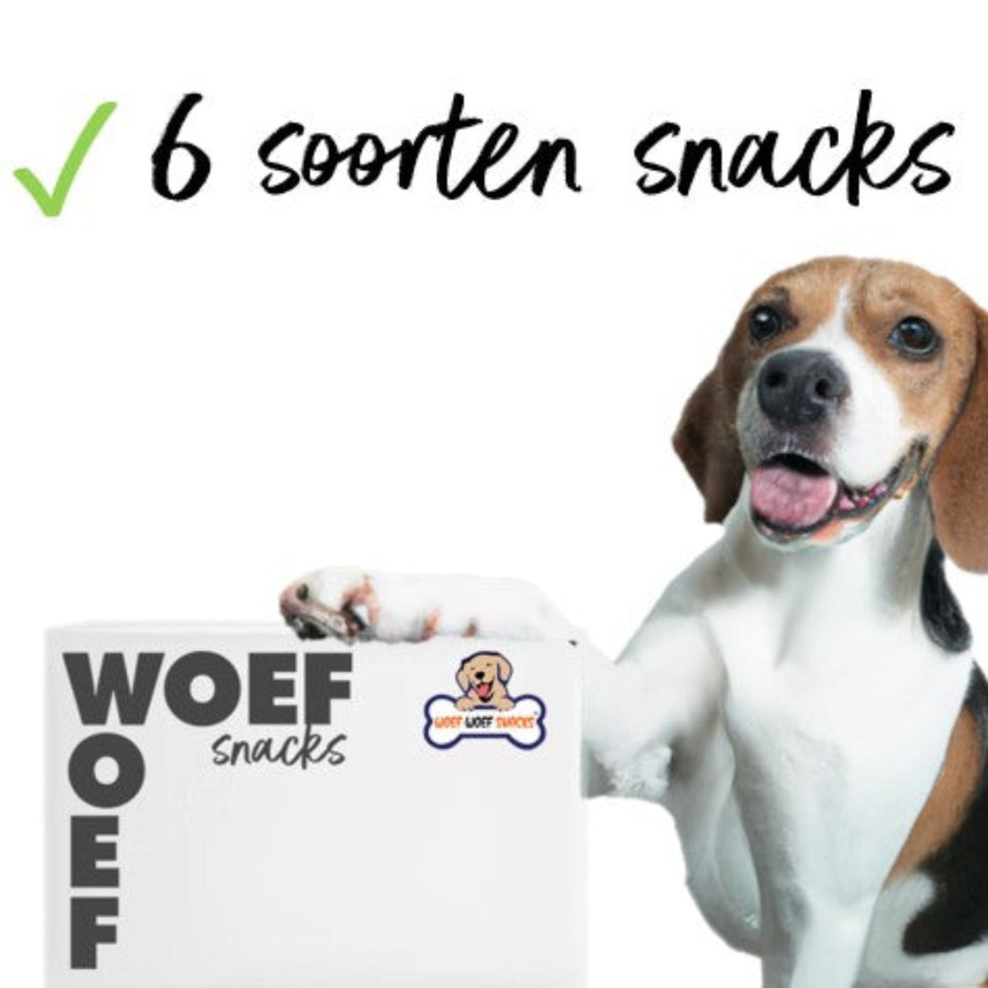 Een blije beagle hond die erg tevreden is met zijn ontvangen Woef Woef Snackbox.