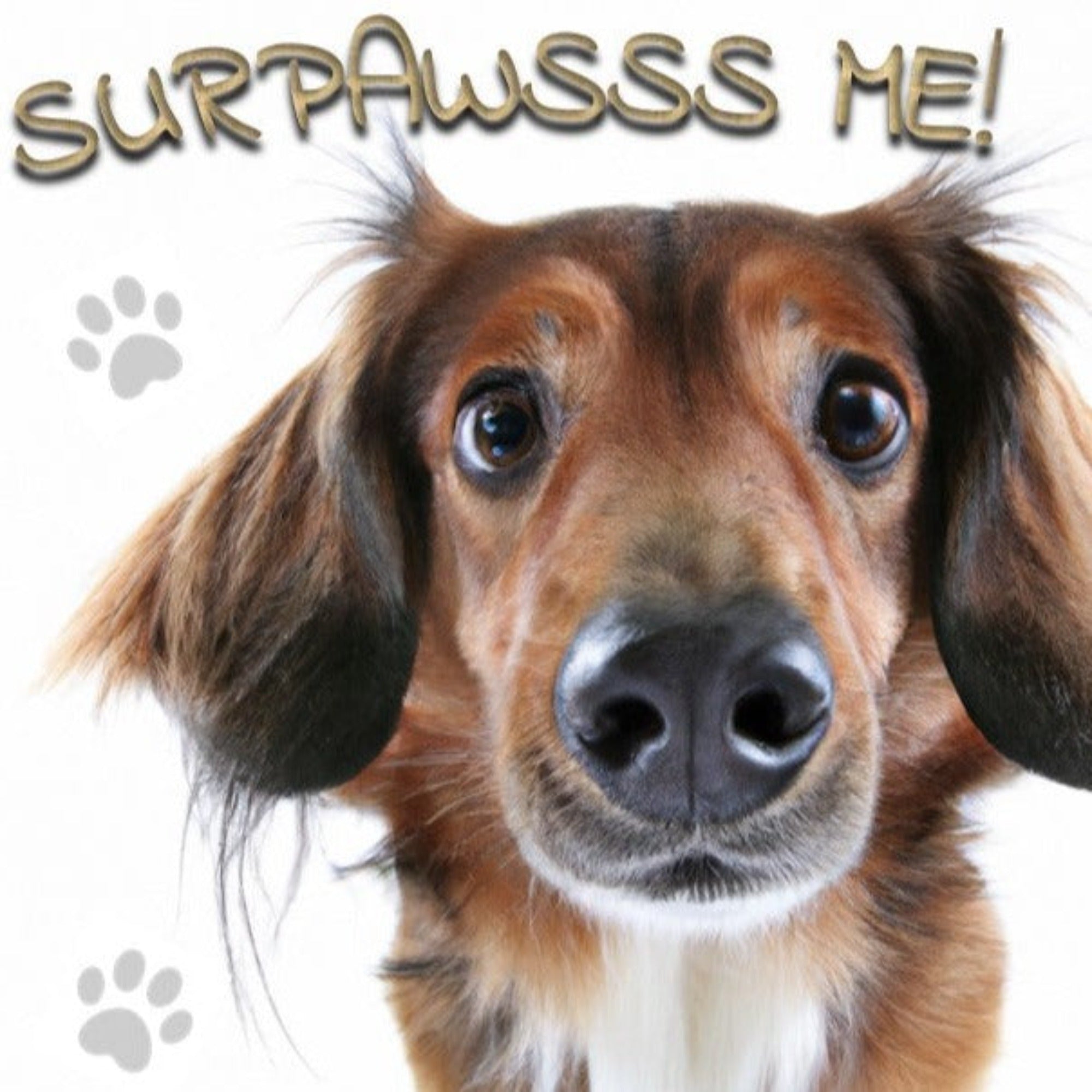 Hond die uitkijkt naar zijn verrassing. Er staat 'Surpawsss me'!