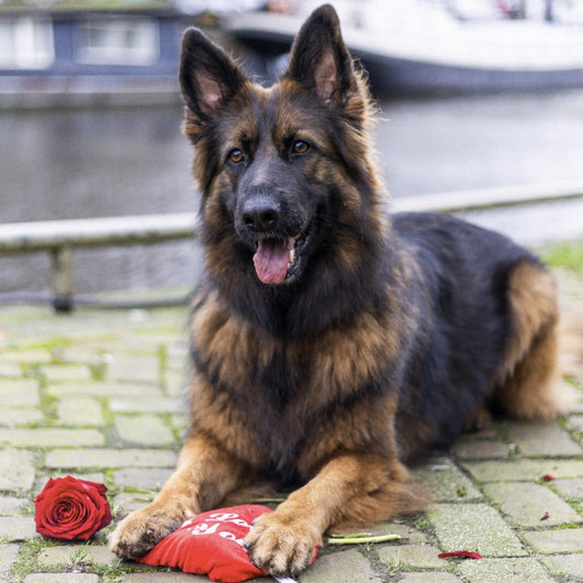 Duitse Herder met Valentijns knuffel