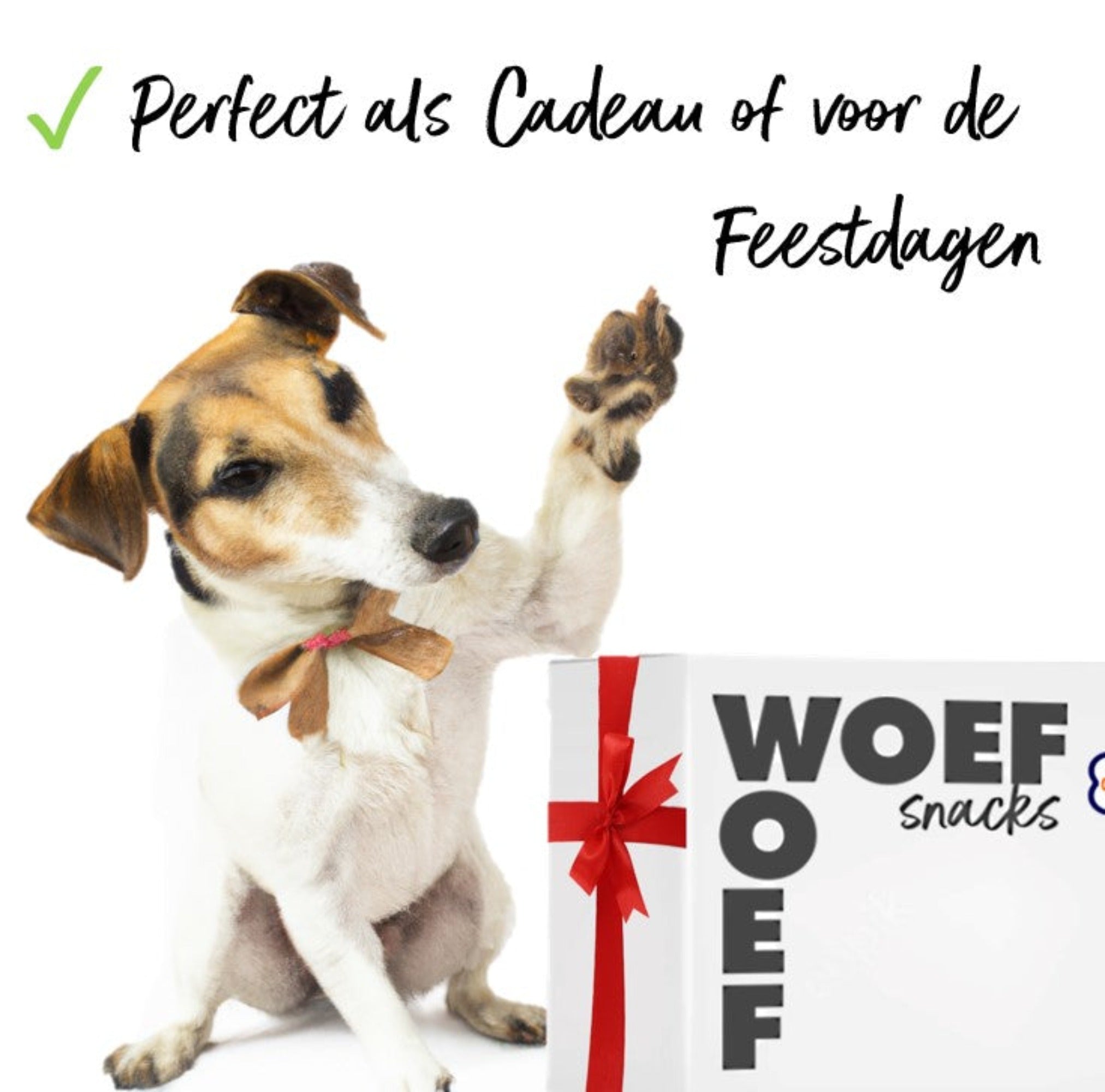 Ingepakte snackbox. Leuk om te geven voor de feestdagen of voor honden verjaardagen. Jack Russel die de snackbox wilt aanraken.
